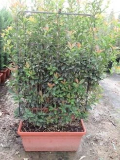 Glansmispel Als Leivorm (Photinia Fraseri 'Red Robin') -OL Planten Winkel photinia fraseri red robin leivorm 80x120