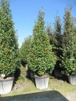 Glansmispel, Pyramide (Photinia Fraseri 'Red Robin' ) -OL Planten Winkel photinia fraseri red robin piramide