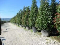 Glansmispel, Pyramide (Photinia Fraseri 'Red Robin' ) -OL Planten Winkel photinia fraseri red robin piramide 2