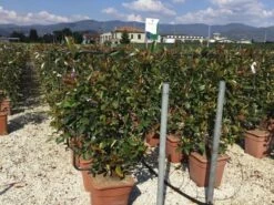 Glansmispel Als Leivorm (Photinia Fraseri 'Red Robin') -OL Planten Winkel photinia lage leivorm c18