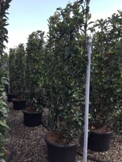 Glansmispel Als Leivorm (Photinia Fraseri 'Red Robin') -OL Planten Winkel photinia lage leivorm c60 1