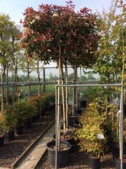 Glansmispel Als Leiboom (Photinia Fraseri 'Red Robin') -OL Planten Winkel photinia lei 10 12cm