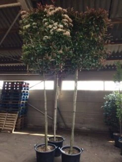 Glansmispel Als Leiboom (Photinia Fraseri 'Red Robin') -OL Planten Winkel photinia lei 12 14cm