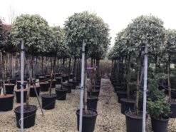 Glansmispel Op Stam (Photinia Fraseri 'Pink Marble') -OL Planten Winkel photinia pink marble02