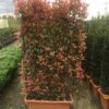 Glansmispel Meeneemhaag (Photinia Fraseri 'Red Robin') -OL Planten Winkel photinia r.robin compacta spalliera h120x80 fioriera 1 1