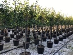 Glansmispel Halfstam Als Leiboom (Photinia Fraseri 'Red Robin') 9 Glansmispel Halfstam Als Leiboom (Photinia Fraseri 'Red Robin') -OL Planten Winkel photinia red robin 130cm stem leivorm