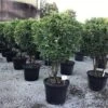 Meerstammige Glansmispel (Photinia Fraseri 'Red Robin') -OL Planten Winkel photinia red robin c70 meerstammig