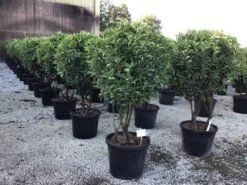 Meerstammige Glansmispel (Photinia Fraseri 'Red Robin')