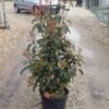Glansmispel (Photinia 'Robusta Compacta') -OL Planten Winkel photinia robusta compacta