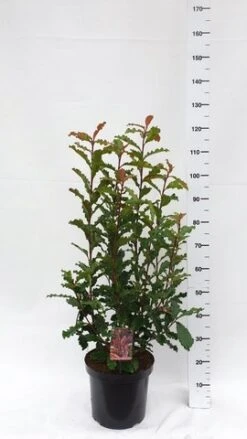 Glansmispel (Photinia Serratifolia ‘Crunchy’) -OL Planten Winkel photinia serratifolia crunchy week 45 2019 1600x1200 1