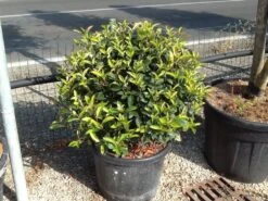 Glansmispel Als Bolvorm (Photinia Fraseri 'Carré Rouge') -OL Planten Winkel photiniacarrerougebal02 2
