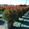 Glansmispel Als Bolvorm (Photinia Fraseri 'Carré Rouge') -OL Planten Winkel photiniacarrerougebal03 2