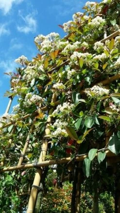 Glansmispel Als Leiboom (Photinia Fraseri 'Red Robin') -OL Planten Winkel photinialeiboom01 1