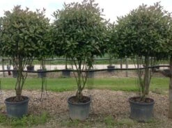 Meerstammige Glansmispel (Photinia Fraseri 'Red Robin') -OL Planten Winkel photiniaredrobinmeerstammig01
