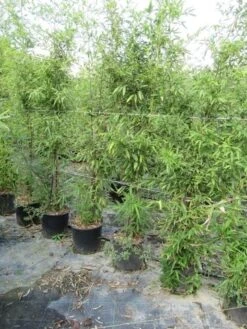 Bamboe (Phyllostachys Aureosulcata 'Spectabilis') -OL Planten Winkel phyllostachys 1