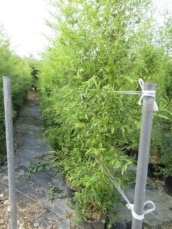 Bamboe (Phyllostachys Aureosulcata 'Spectabilis') -OL Planten Winkel phyllostachys 2 1