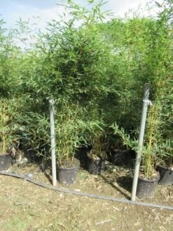 Bamboe (Phyllostachys Aurea) -OL Planten Winkel phyllostachys 3