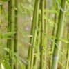 Bamboe (Phyllostachys Aurea) -OL Planten Winkel phyllostachys aurea 1