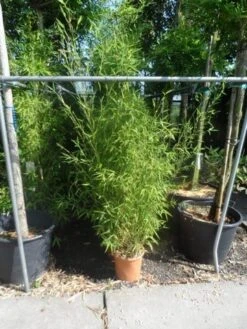 Bamboe (Phyllostachys Aurea) -OL Planten Winkel phyllostachys aurea 150 175 c12