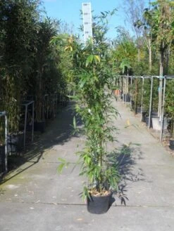 Bamboe (Phyllostachys Aurea) -OL Planten Winkel phyllostachys aurea 150 200 c12