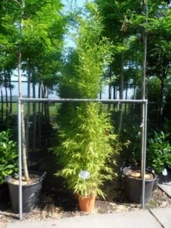 Bamboe (Phyllostachys Aurea) -OL Planten Winkel phyllostachys aurea 175 200 c12