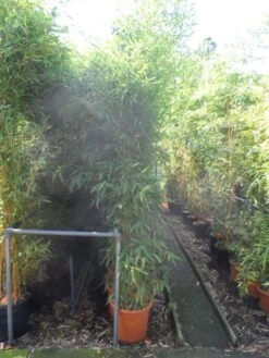 Bamboe (Phyllostachys Aurea) -OL Planten Winkel phyllostachys aurea 200 250 c25