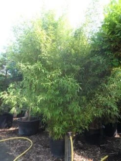 Bamboe (Phyllostachys Aurea) -OL Planten Winkel phyllostachys aurea 300 400 c160 200 extra