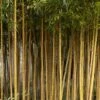 Bamboe (Phyllostachys Aureosulcata 'Spectabilis') -OL Planten Winkel phyllostachys aureosulcata f. spectabilis