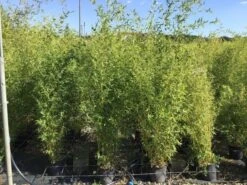 Bamboe (Phyllostachys Aureosulcata 'Spectabilis') -OL Planten Winkel phyllostachys aureosulcata spectabilis 100125