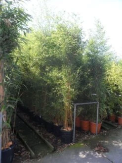 Bamboe (Phyllostachys Aureosulcata 'Spectabilis') -OL Planten Winkel phyllostachys aureosulcata spectabilis 200 250 c25