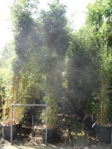 Bamboe (Phyllostachys Bissetii) 8 Bamboe (Phyllostachys Bissetii) - Afbeelding 6