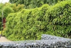 Bamboe (Phyllostachys Bissetii) 10 Bamboe (Phyllostachys Bissetii) -OL Planten Winkel phyllostachys bissetti 1