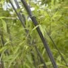 Bamboe (Phyllostachys Nigra) 2 Bamboe (Phyllostachys Nigra) -OL Planten Winkel phyllostachys nigra