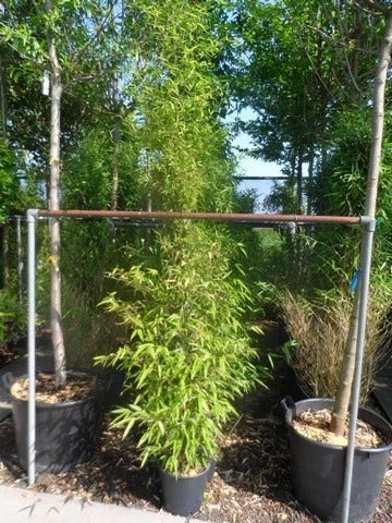 Bamboe (Phyllostachys Nigra) 8 Bamboe (Phyllostachys Nigra) - Afbeelding 6