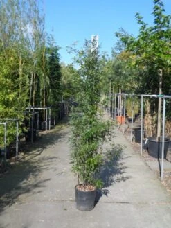 Bamboe (Phyllostachys Nigra) 15 Bamboe (Phyllostachys Nigra) -OL Planten Winkel phyllostachys nigra 150 200 c18