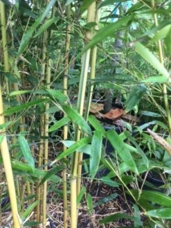 Bamboe (Phyllostachys Aureosulcata 'Spectabilis') -OL Planten Winkel phyllostahys spectabilis 3