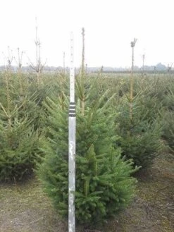 Fijnspar (Picea Abies) -OL Planten Winkel picea abies 125 150 5 1