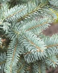 Fijnspar (Picea Abies) -OL Planten Winkel picea abies 2 1