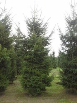 Fijnspar (Picea Abies) -OL Planten Winkel picea abies 2 450 500 1
