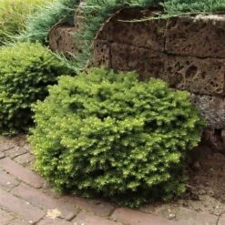 Kussenspar (Picea Abies 'Little Gem') -OL Planten Winkel picea abies little gem 1