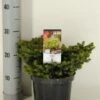 Kussenspar (Picea Abies 'Little Gem') 2 Kussenspar (Picea Abies 'Little Gem') -OL Planten Winkel picea abies little gem winter c3 m
