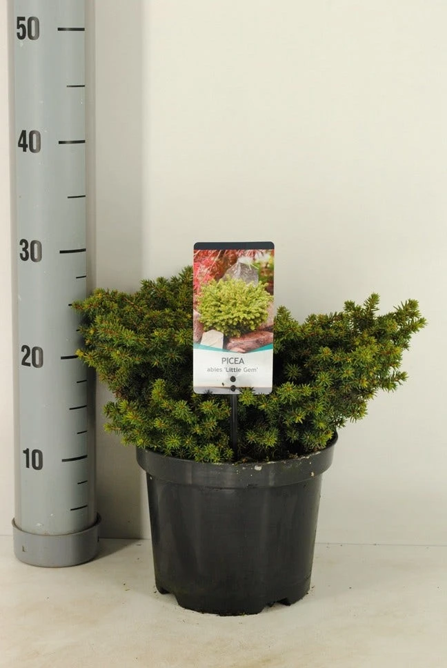 Kussenspar (Picea Abies 'Little Gem') 3 Kussenspar (Picea Abies 'Little Gem')