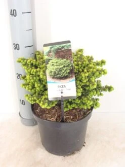 Kussenspar (Picea Abies 'Little Gem') -OL Planten Winkel picea abies little gem zomer c3 m 1