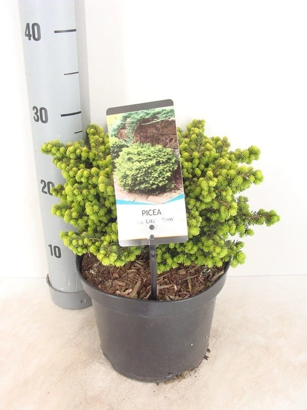 Kussenspar (Picea Abies 'Little Gem') 4 Kussenspar (Picea Abies 'Little Gem') - Afbeelding 2