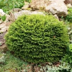 Spar (Picea Abies 'Nidiformis') -OL Planten Winkel picea abies nidiformis 1
