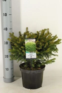 Spar (Picea Abies 'Nidiformis') -OL Planten Winkel picea abies nidiformis c3 m 1