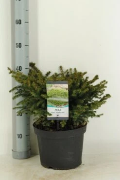 Spar (Picea Abies 'Nidiformis') -OL Planten Winkel picea abies nidiformis c5 m
