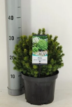 Kogelspar (Picea Glauca 'Alberta Globe') -OL Planten Winkel picea glauca alberta globe winter c3 m