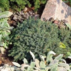 Dwergspar (Picea Glauca 'Echiniformis') -OL Planten Winkel picea glauca echiniformis 1
