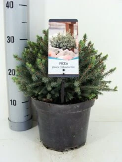 Dwergspar (Picea Glauca 'Echiniformis') -OL Planten Winkel picea glauca echiniformis zomer c3 m 1
